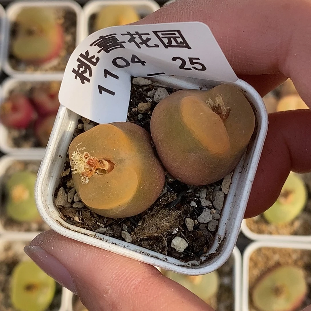 @***哥104-25-福利毛。