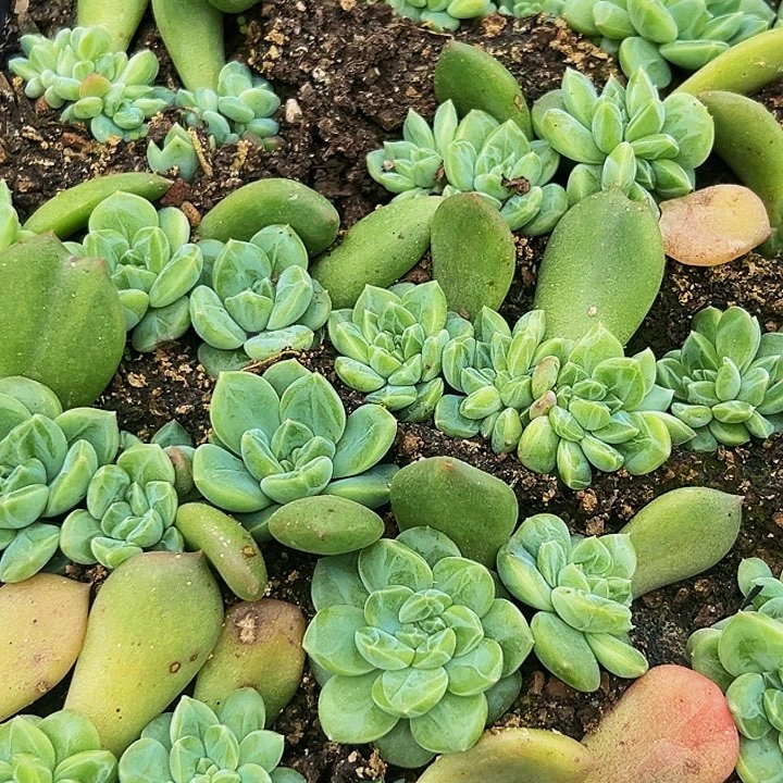 10颗美人系列多肉植物