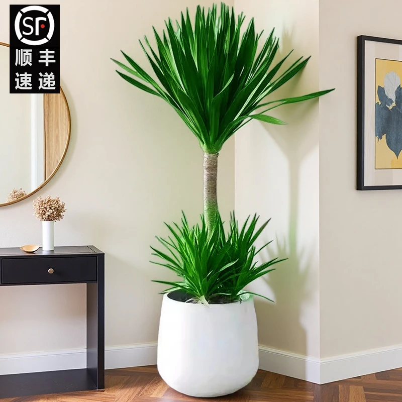 【顺丰上门】1.2-1.4米带盆太空铁2号两层造型龙血树大型好养绿植物