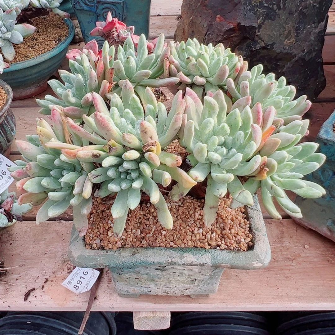 9060千寿姬杂交拇指仙女杯