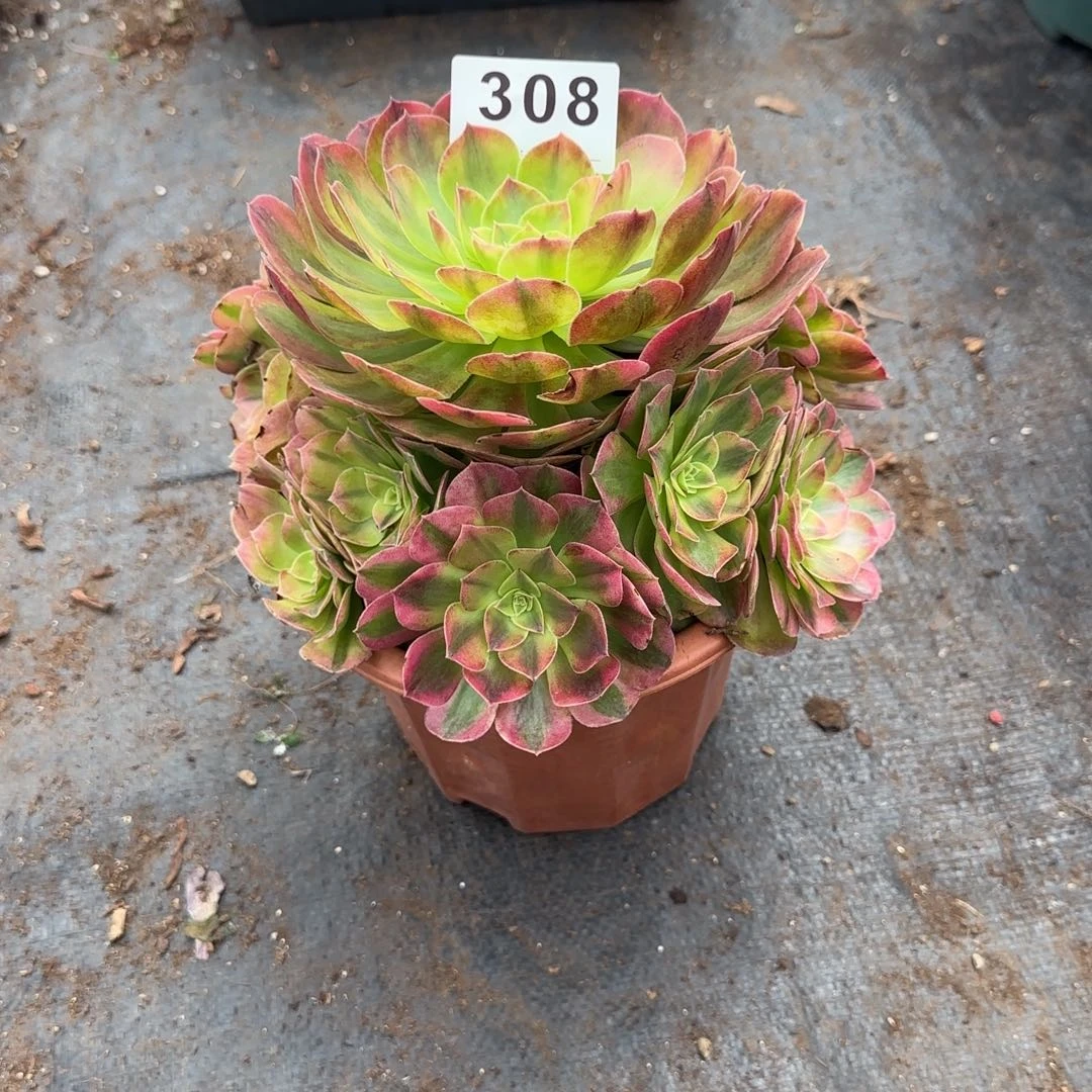 醉***美精品多肉植物0308