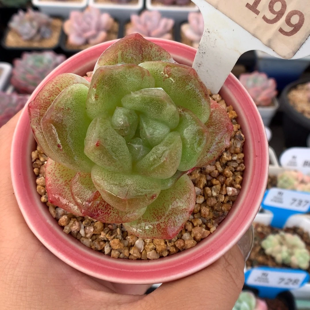 199冰玉石化多肉植物