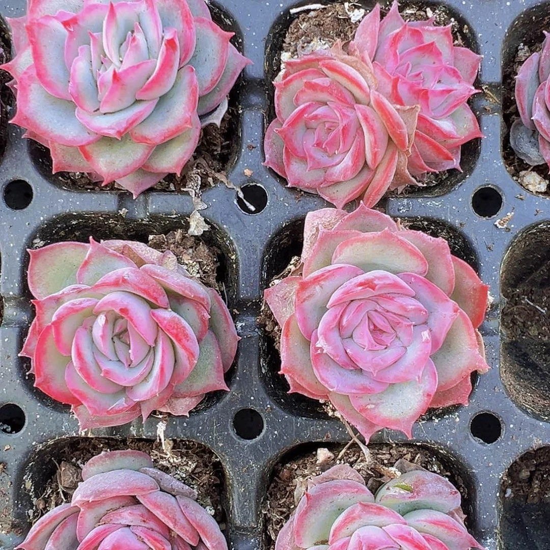 侧影苗5颗19包邮多肉