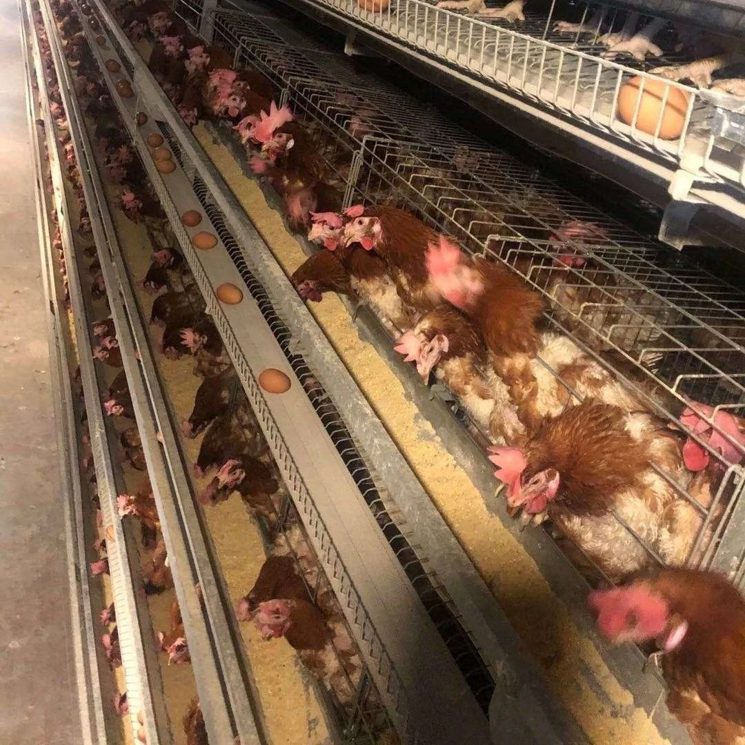 清真蛋鸡老母鸡老鸡