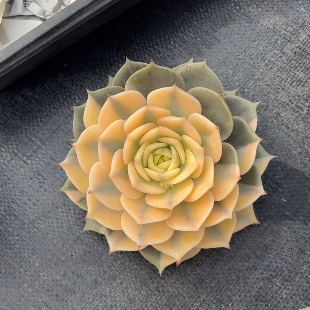 ****l贝加湖锦多肉植物