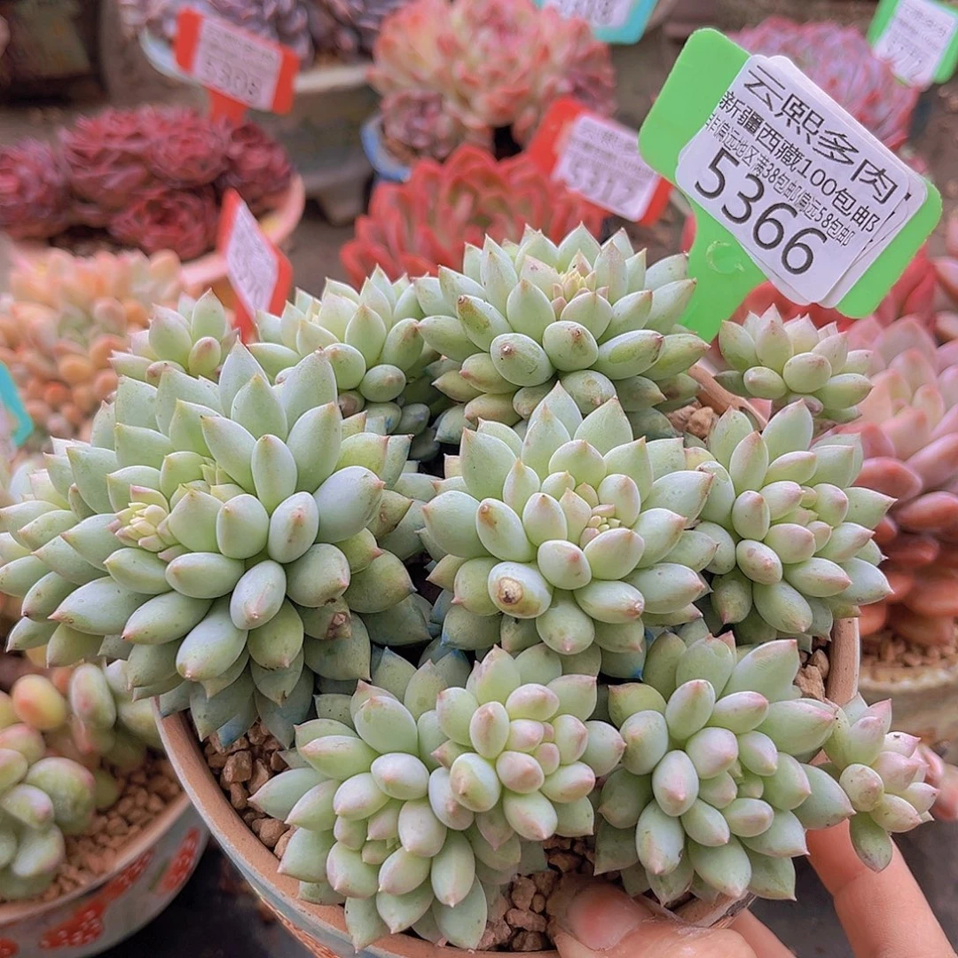 5466明珠美人。