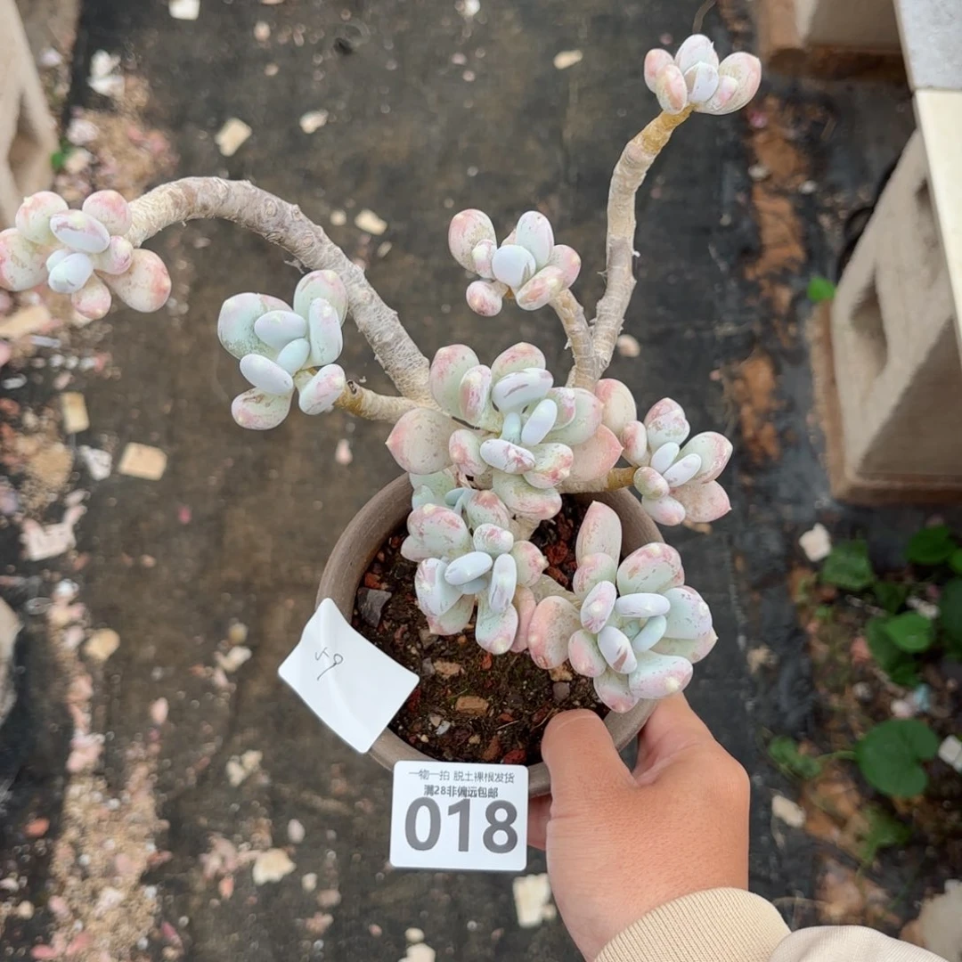 苹果奶老桩无盆土发货