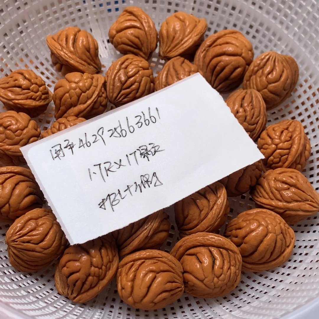 野生龙纹桃核霸王龙