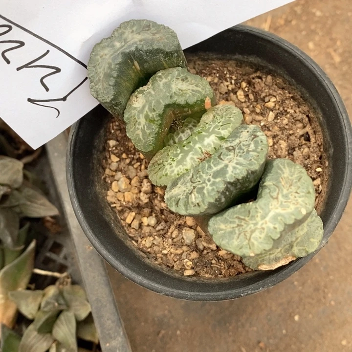 初*2128 一颗福利。