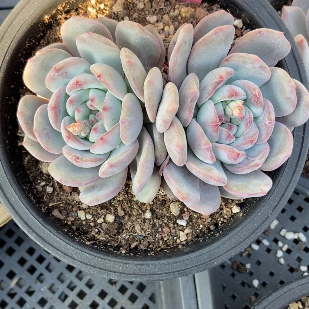 376星影多肉植物保护