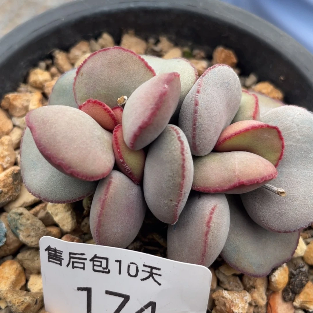 福利。  福利。