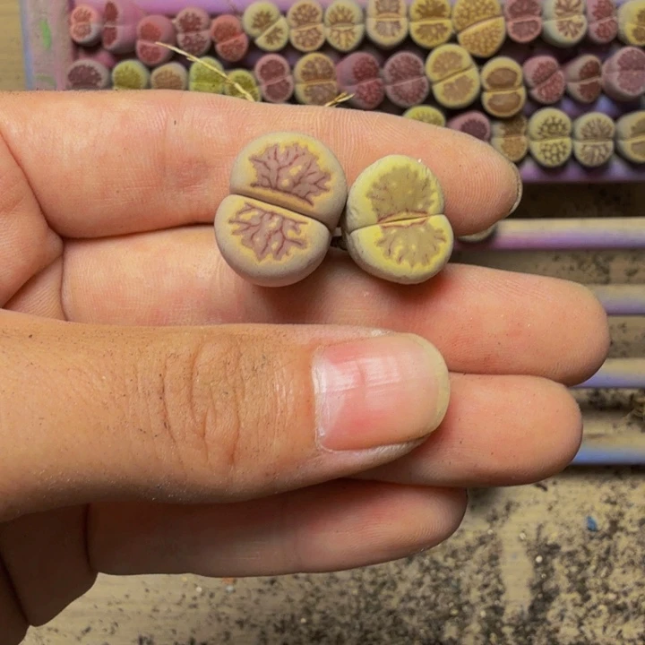 苦***瓜多肉植物的生长发育139