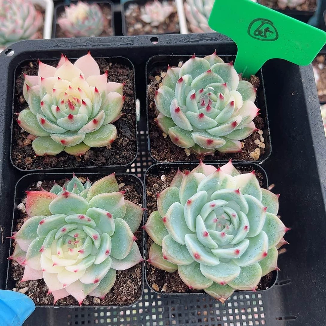 吉娃娃锦少锦，一筐四颗，65号