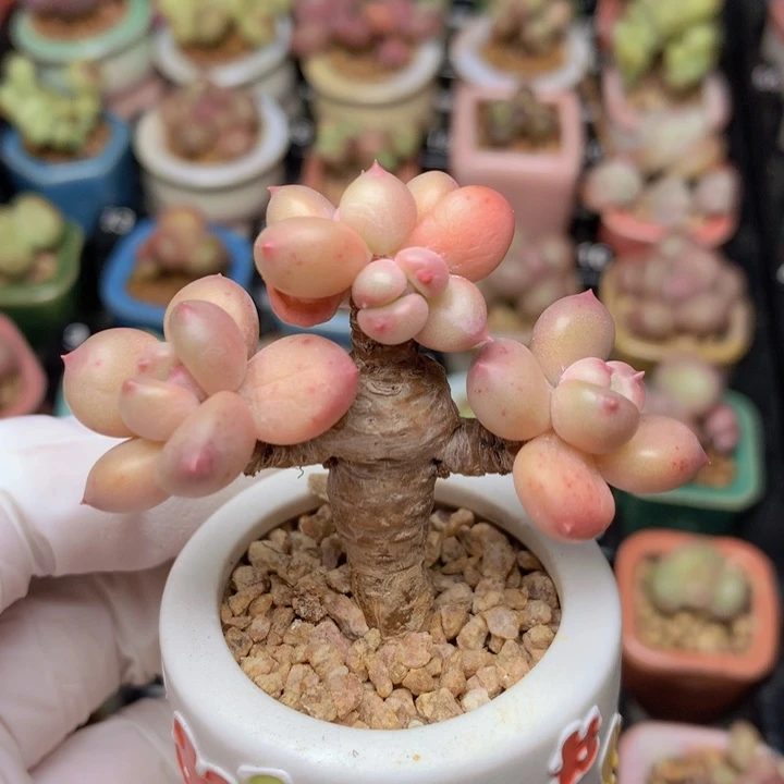 035 萤火虫 花开富贵 4头 木质老粗桩