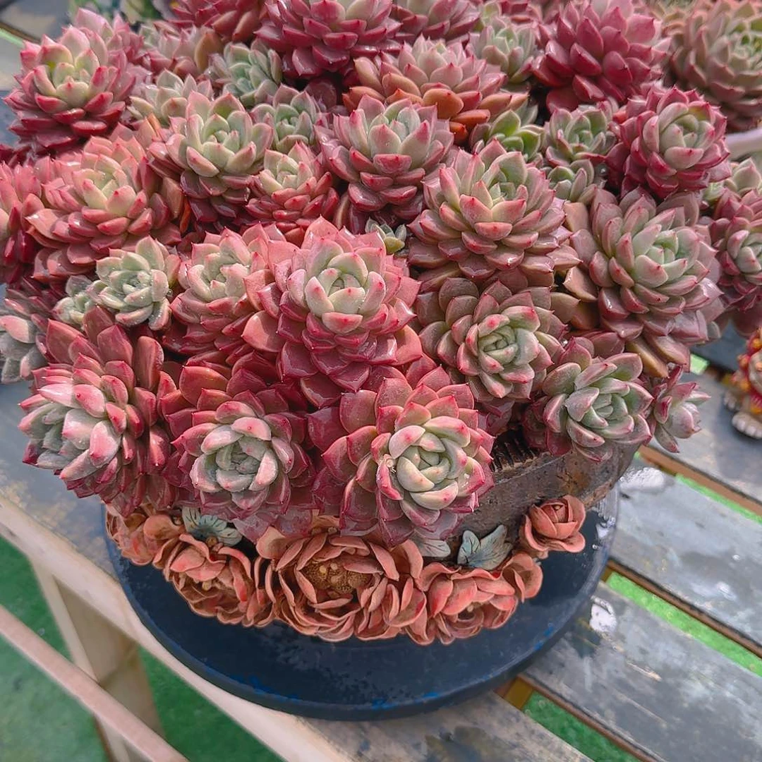 糯*雪花橙精品多肉老桩