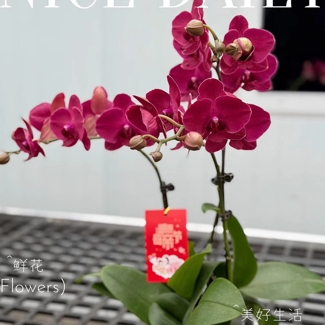 蒙特勒蝴蝶兰3.5成熟苗不带花带花剑