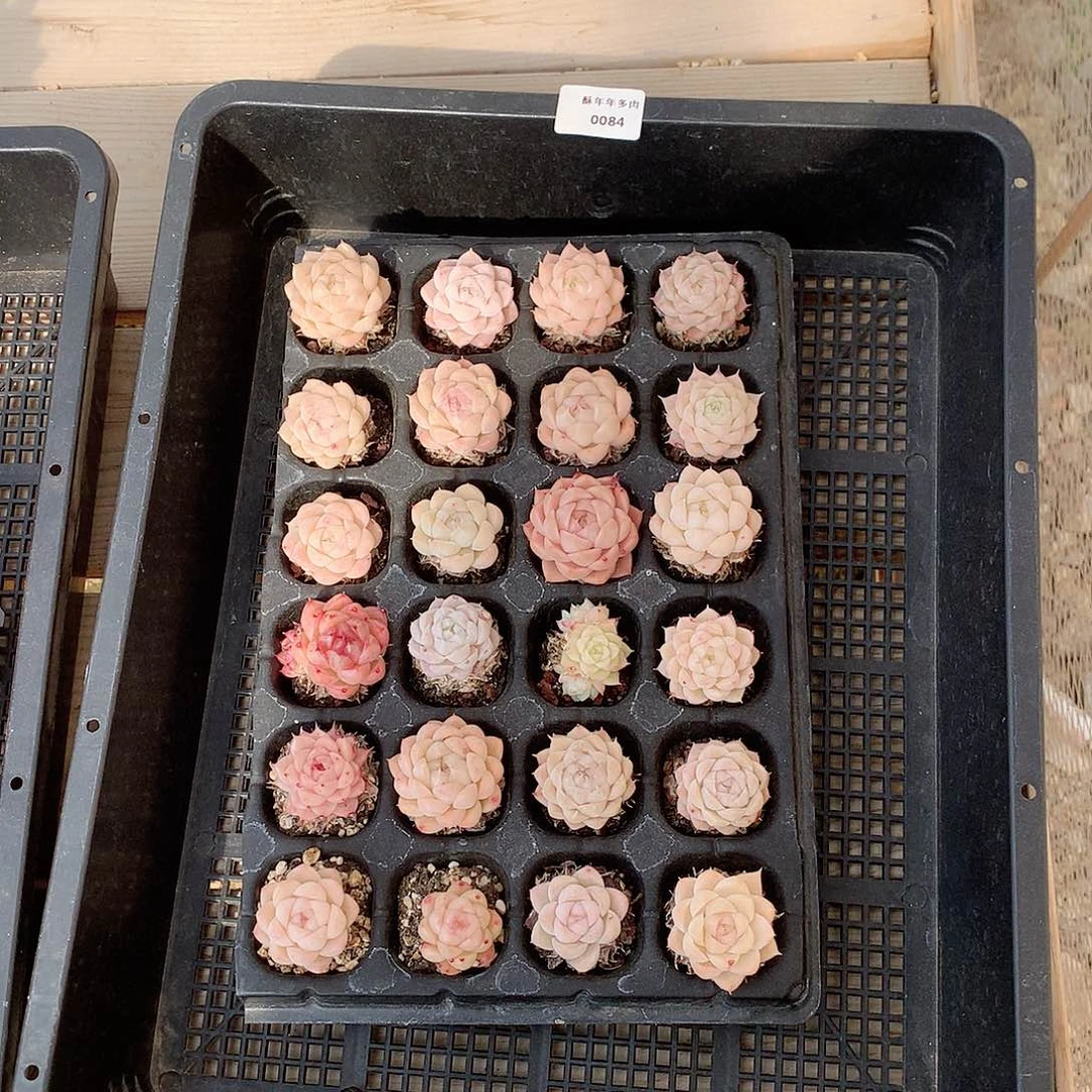 0084一筐多肉脱土发