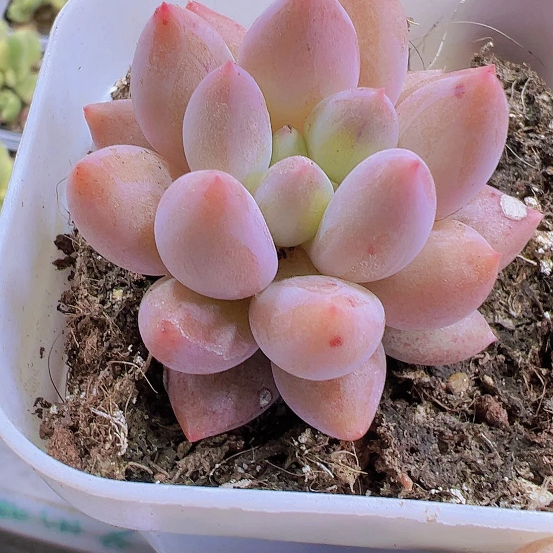 红蜻蜓19包邮多肉