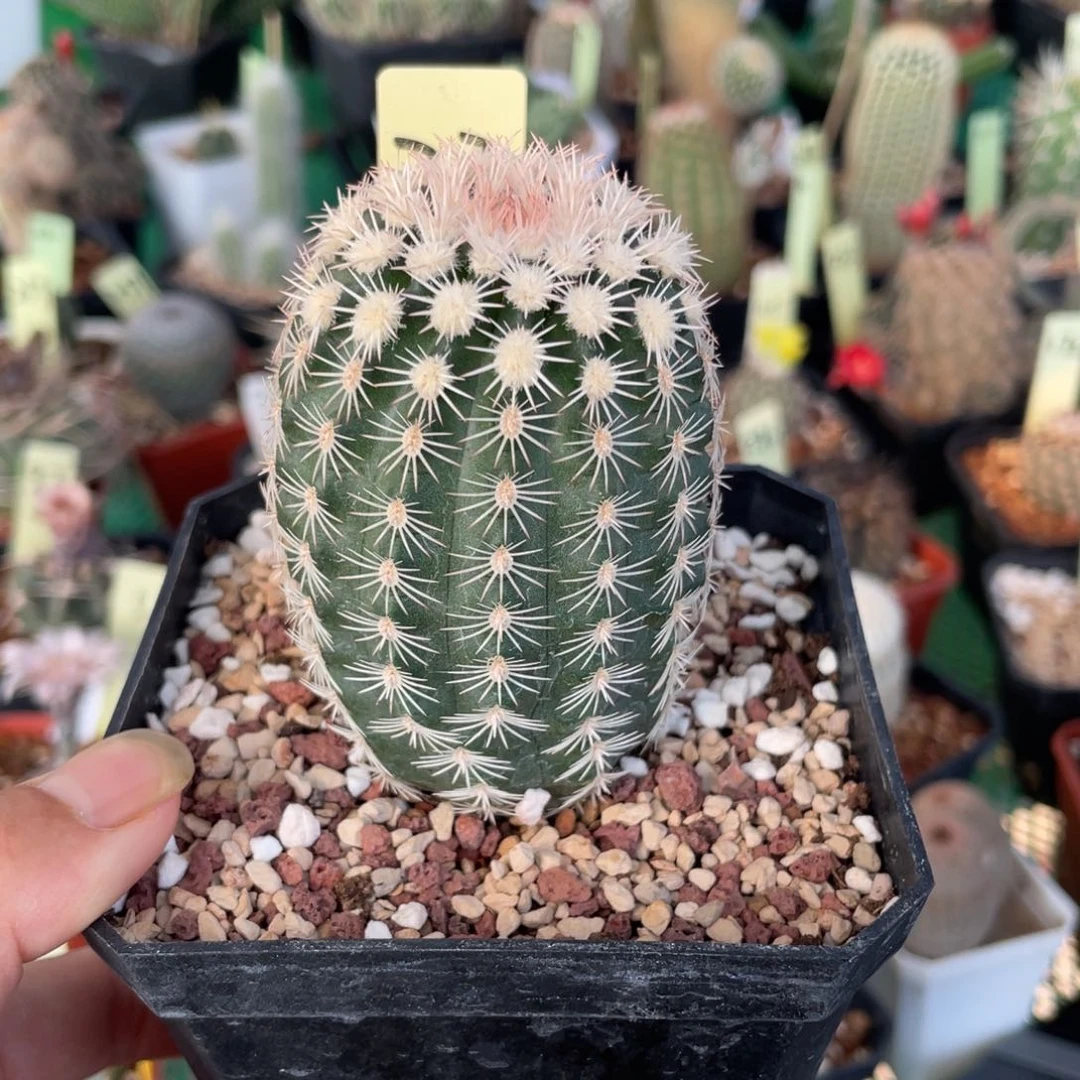 鹿角柱实生仙人球皇冠