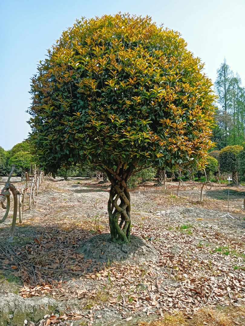 大型原生桂花树苗庭院地栽浓香型花卉盆栽