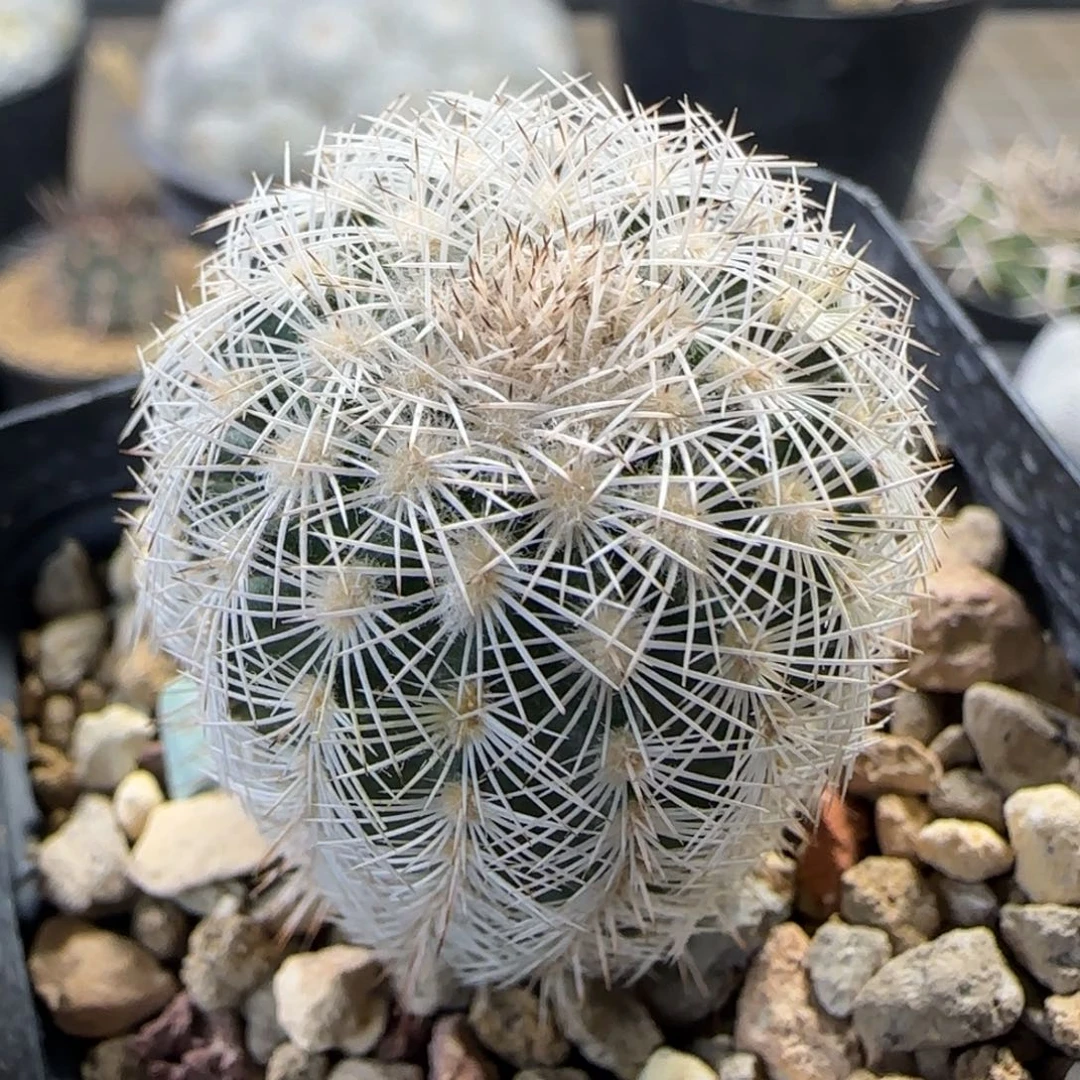 01实生伯格曼多肉3.2