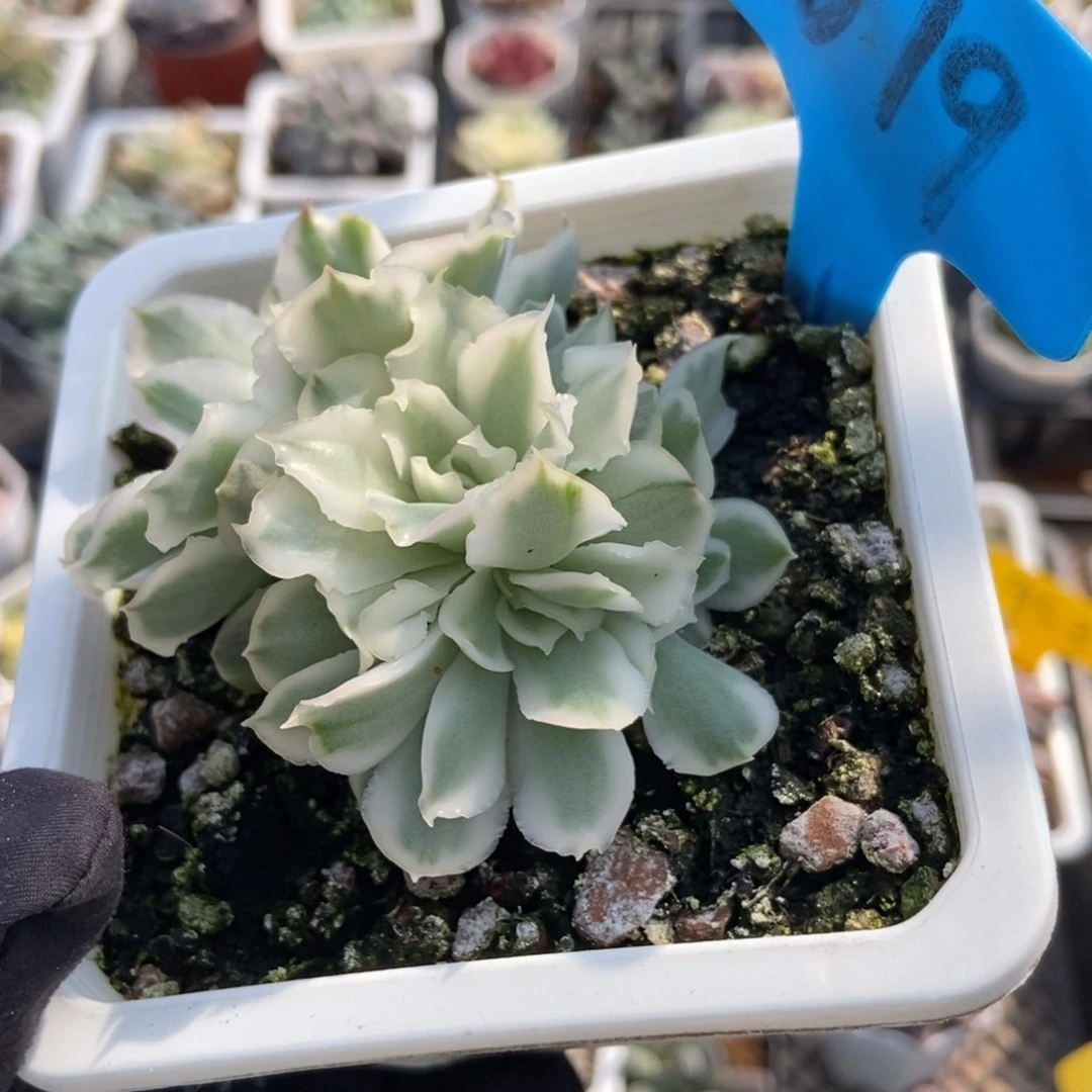 1019紫蝴蝶锦多肉植物