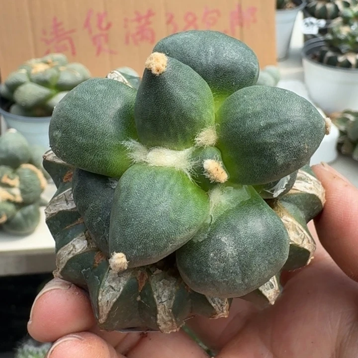 【闪购商品】无花朵达摩丸尤401