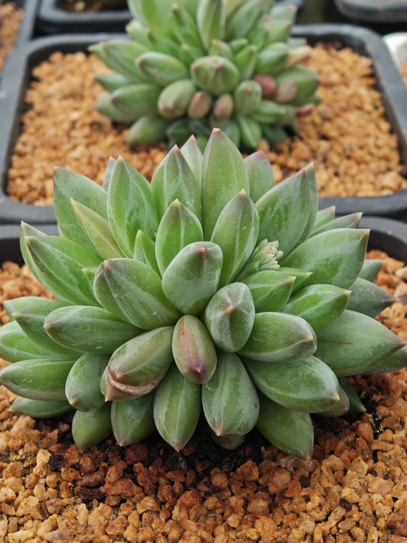 御秀园艺 多头重楼 多肉植物