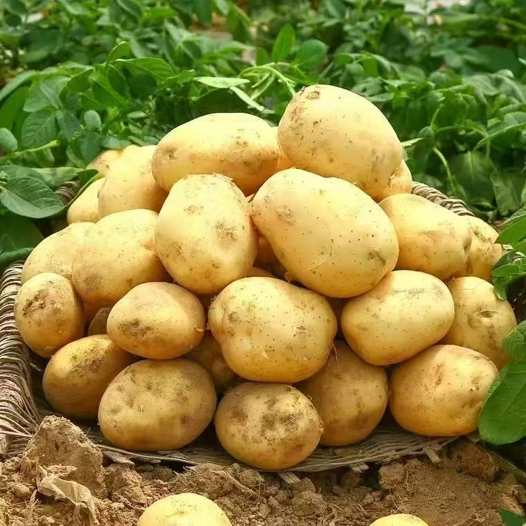 贵州高山黄心米啦洋芋土豆马铃薯2025年新露天种植新鲜现挖现发