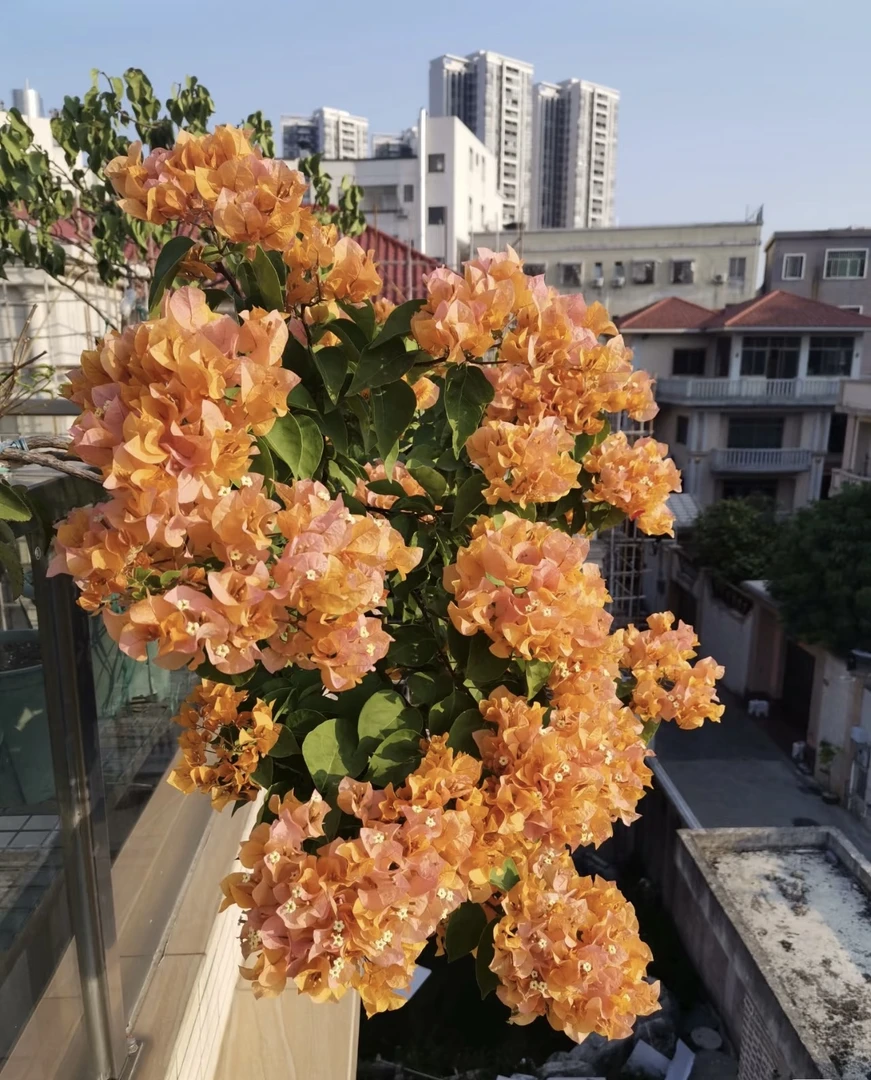 【金色光辉】三角梅四季开花盆栽花卉原生桩好养易活阳台庭院可爬藤