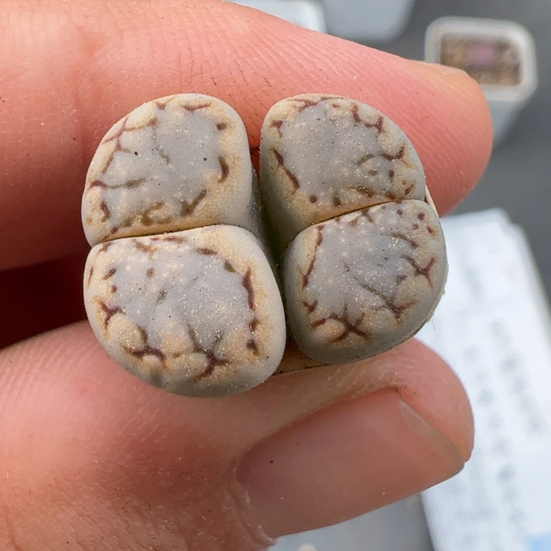 8.14好看的多肉脱土发货145