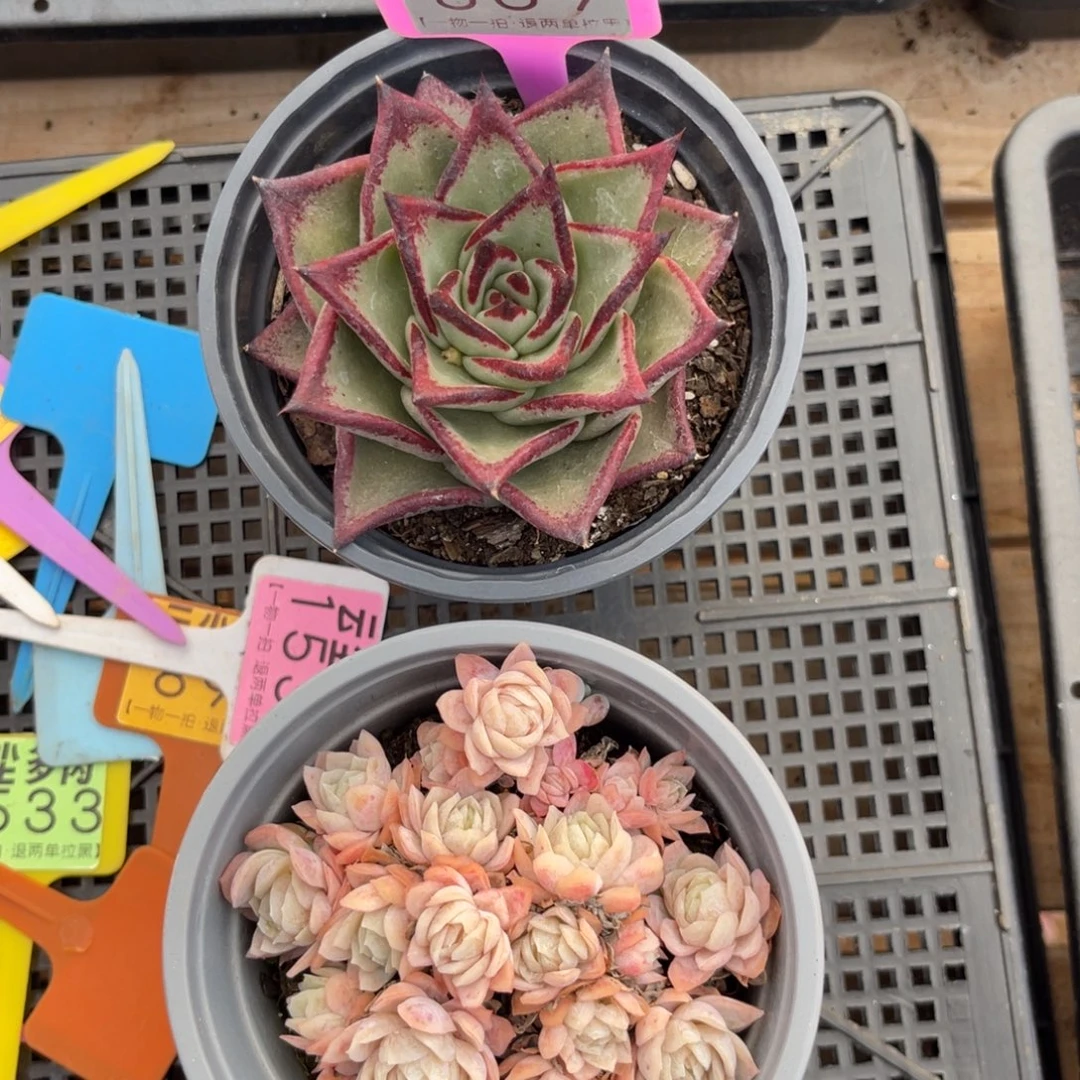 云尘多肉一物一拍869