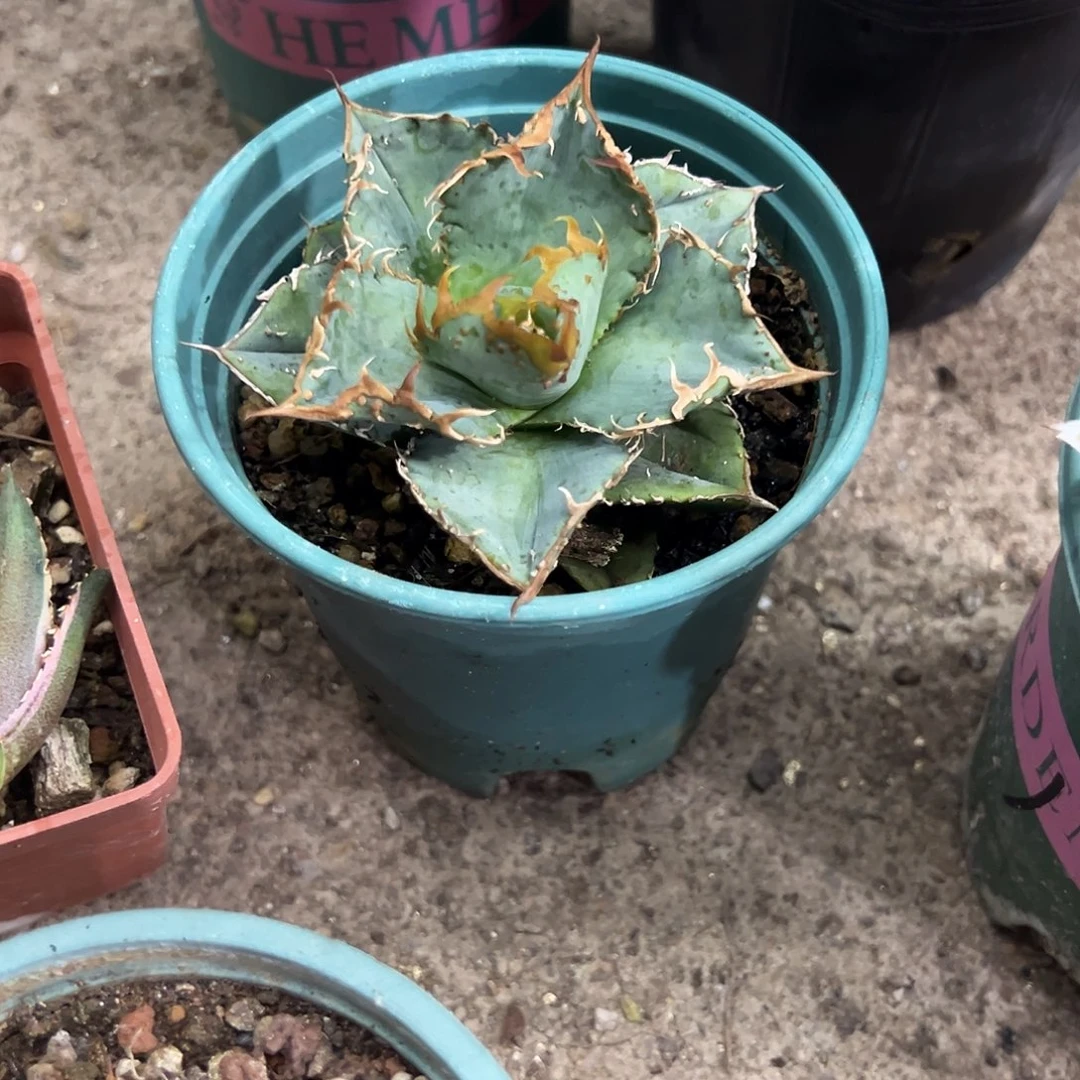 刘***)冰雹仁王冠龙舌兰植物