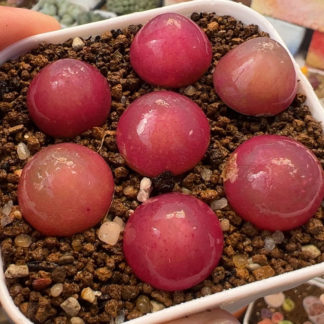 446多肉植物百科