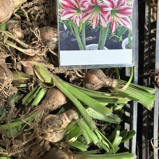 当前无花栽培后可以开花青鸾 4厘米裸根球