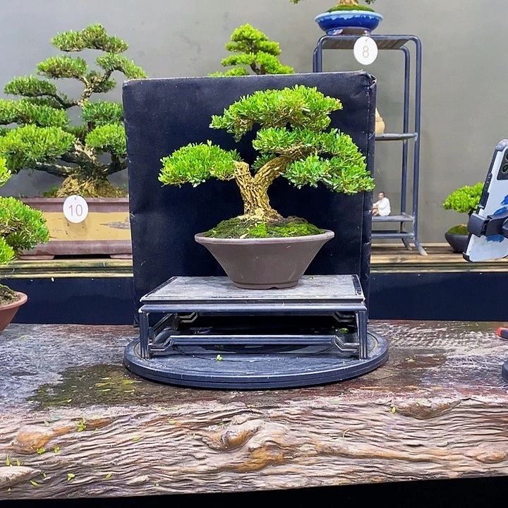 无花朵黄杨盆景四季常青