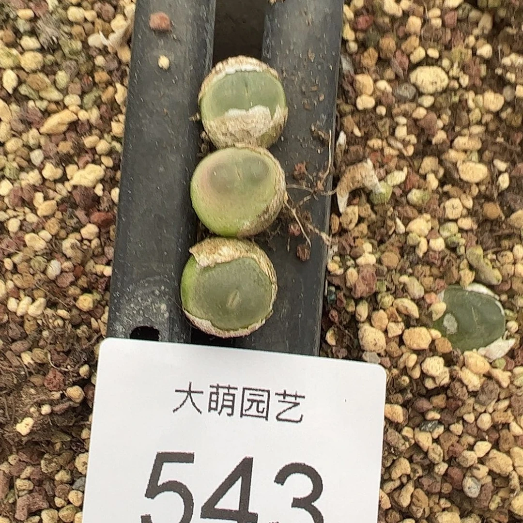 以下一颗拉登      543