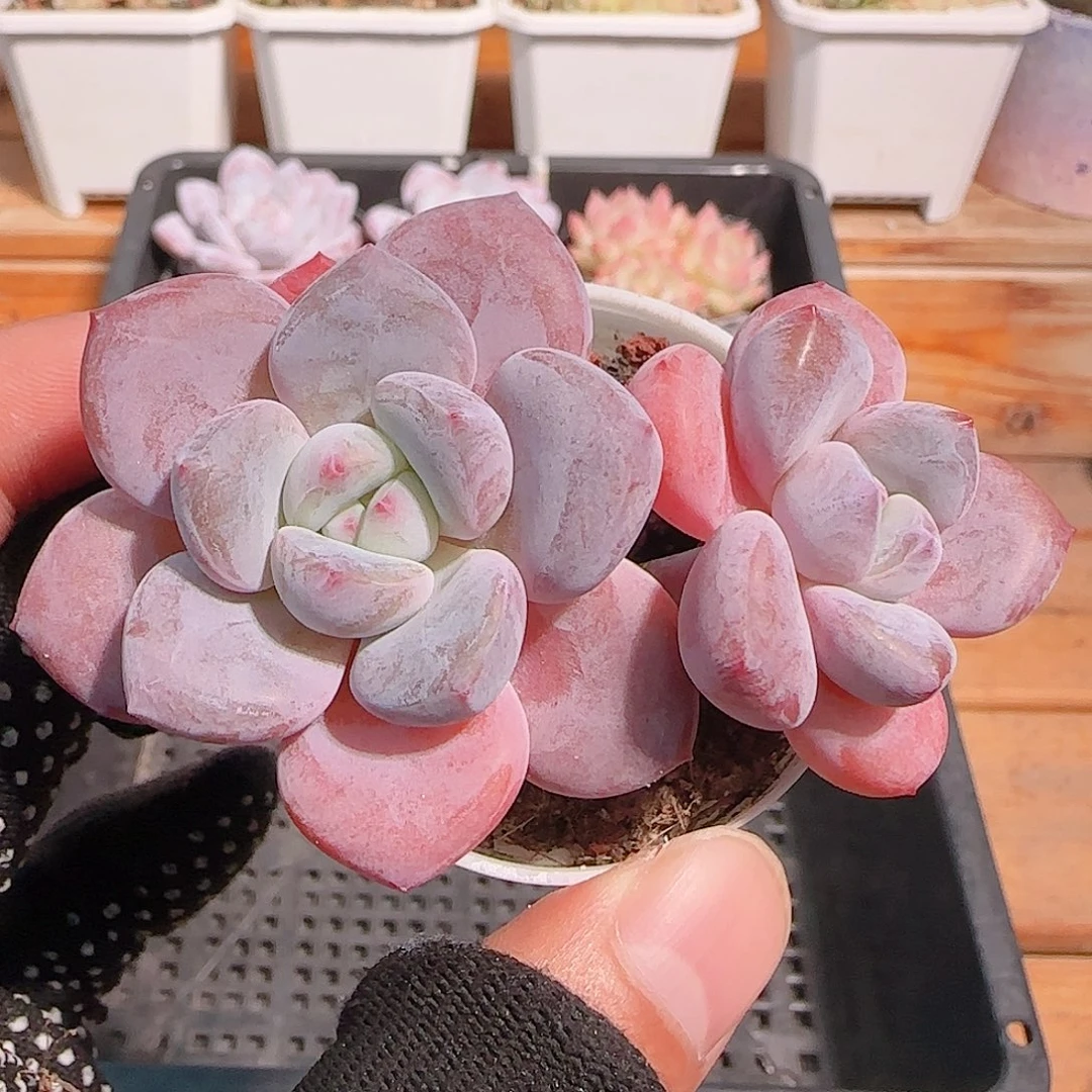 多肉1031--128散的