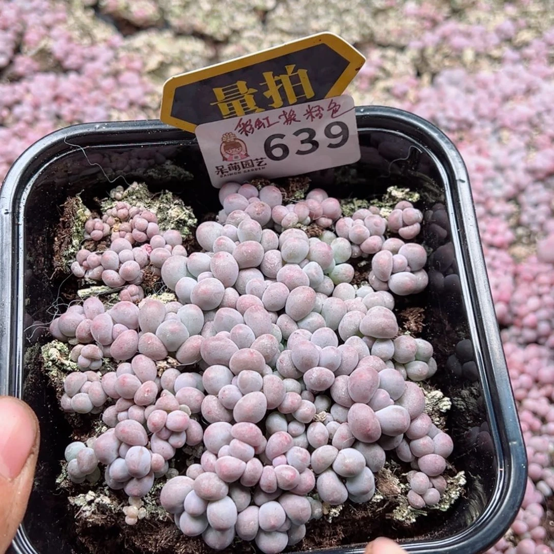 多肉植物多肉植物