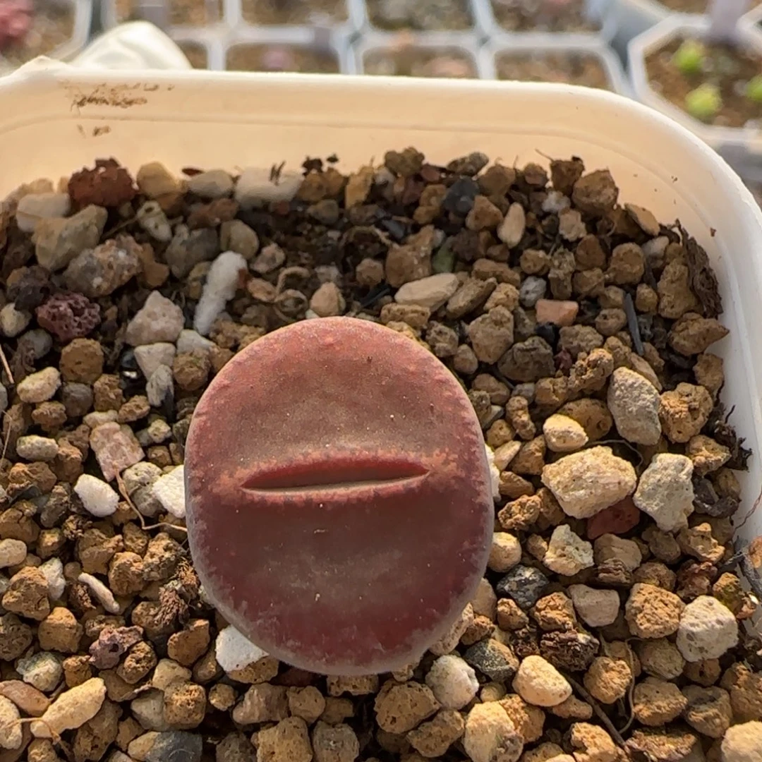 11.18。萌肉巧克力日轮。7002