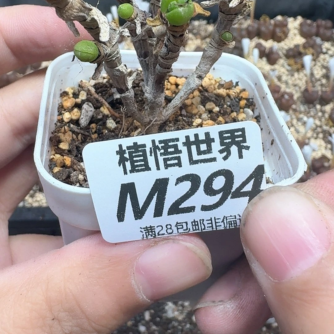 多肉植物的润泽fcqgb