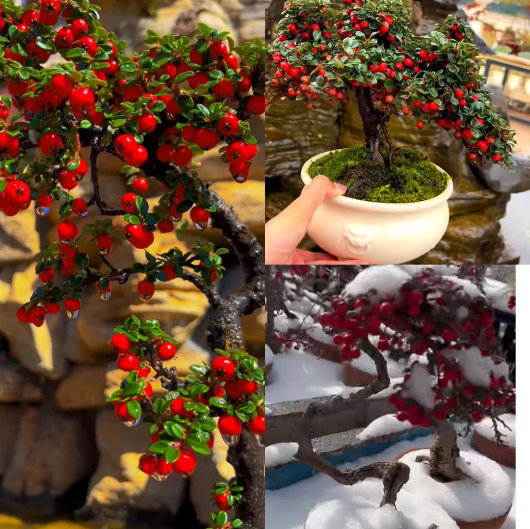 荀子盆景白花小桃红四季常