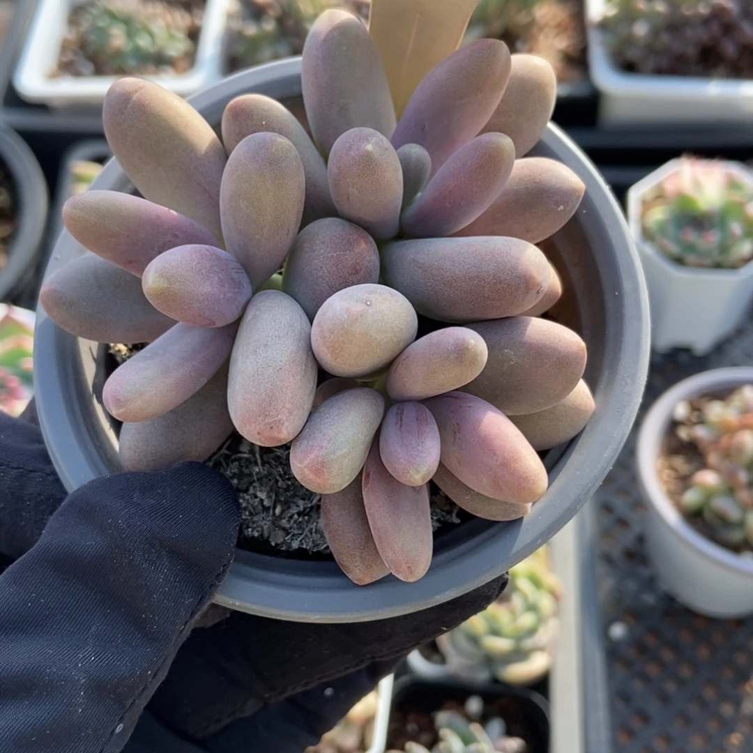 527糖果美人多肉植物