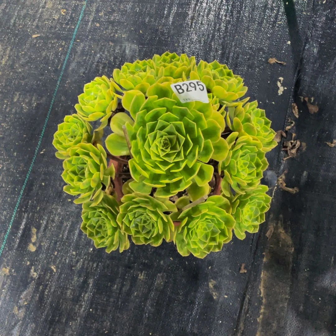 华***华轮回 雨荷多肉植物295