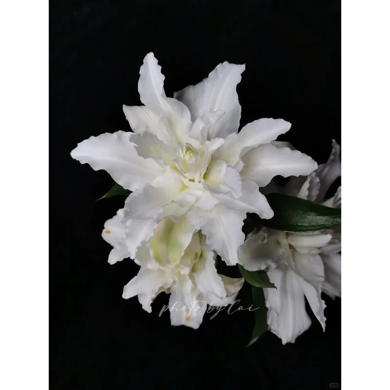 【白天使】重瓣香水百合 一单包邮 云南鲜花昆明基地现采现发