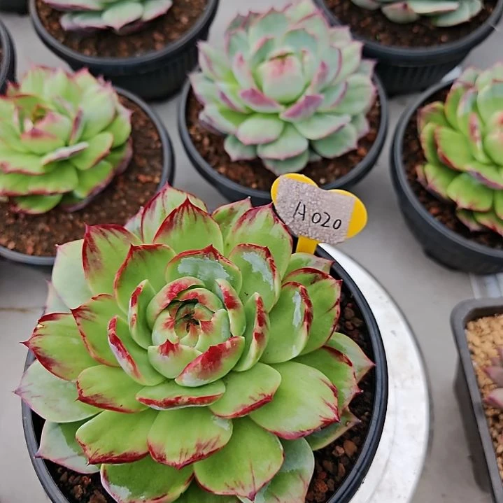 时***梦惊鸿仙子多肉植物A20