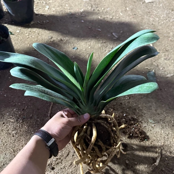 进口君子兰品种 日本兰（去土发货）