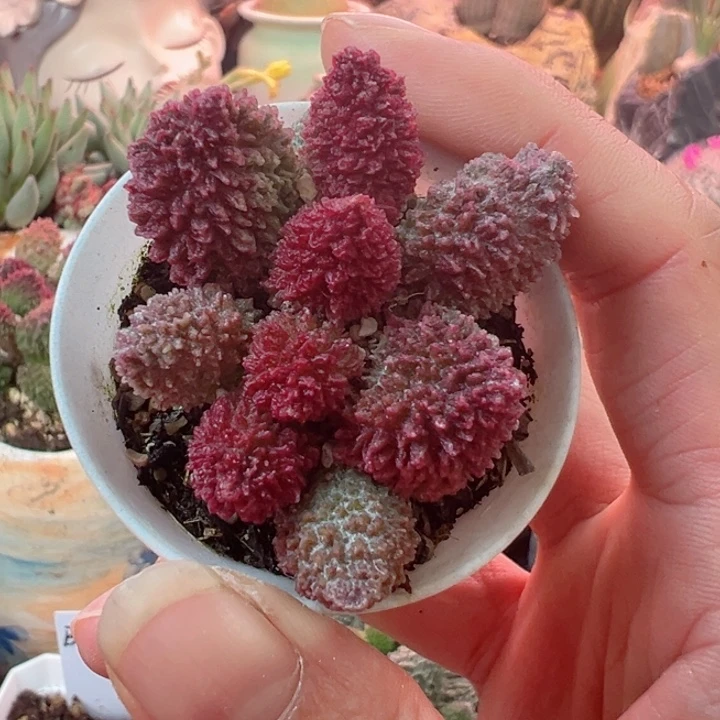 清***e可以说是我的最爱啦打