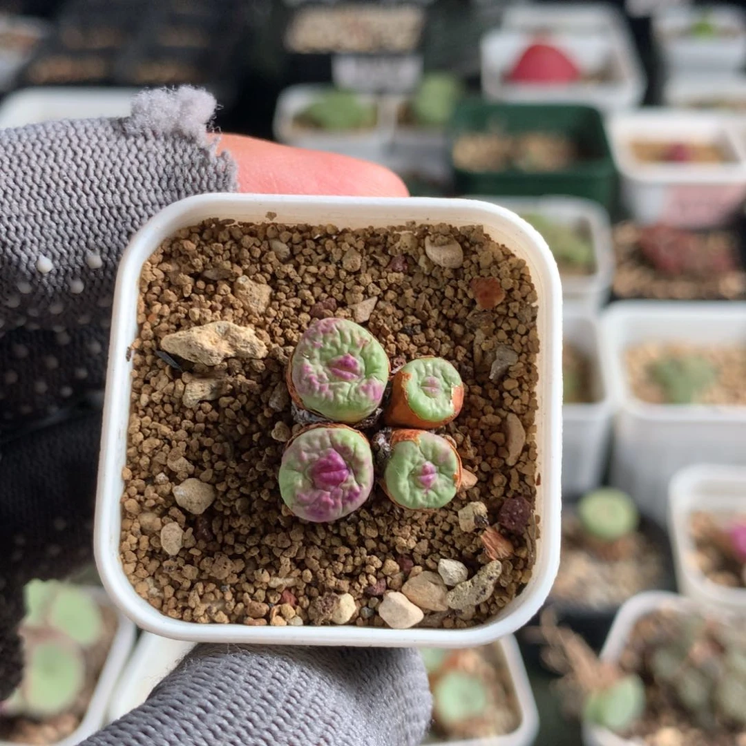 飞***还434红嘴母本一颗