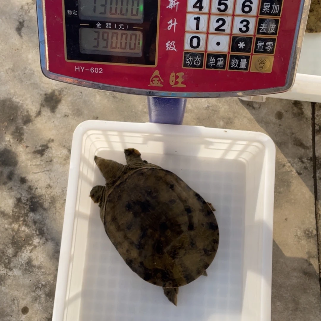 中国大陆鲜活甲鱼顺丰包邮